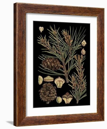 Dramatic Conifers II-Vision Studio-Framed Art Print