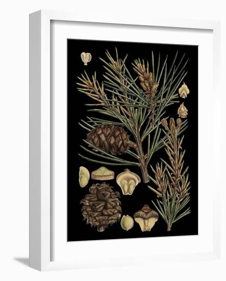 Dramatic Conifers II-Vision Studio-Framed Art Print