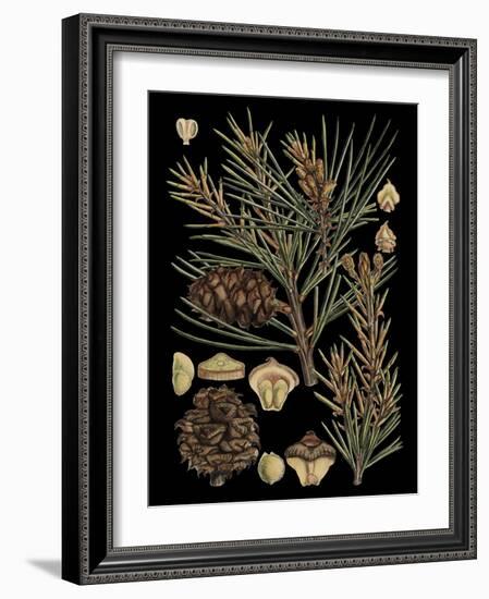 Dramatic Conifers II-Vision Studio-Framed Art Print