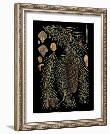 Dramatic Conifers III-Vision Studio-Framed Art Print