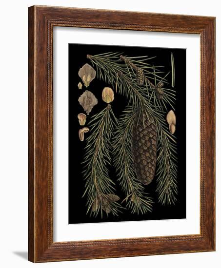 Dramatic Conifers III-Vision Studio-Framed Art Print