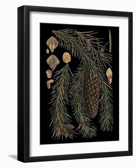 Dramatic Conifers III-Vision Studio-Framed Art Print