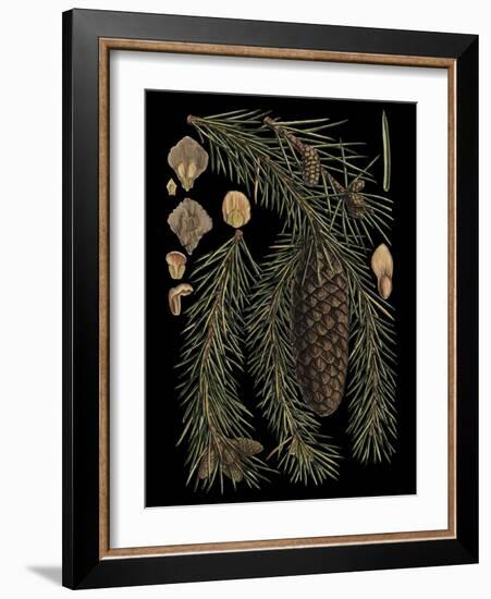 Dramatic Conifers III-Vision Studio-Framed Art Print