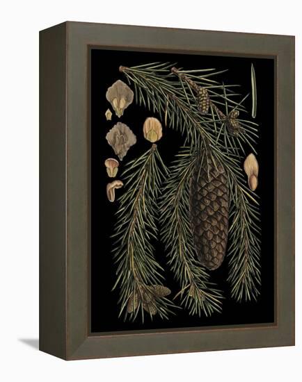 Dramatic Conifers III-Vision Studio-Framed Stretched Canvas