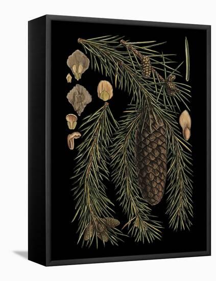 Dramatic Conifers III-Vision Studio-Framed Stretched Canvas