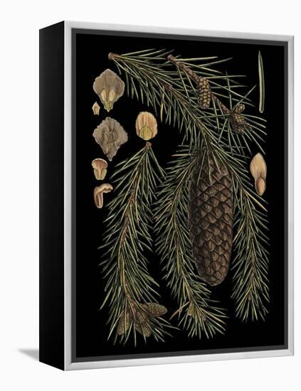 Dramatic Conifers III-Vision Studio-Framed Stretched Canvas