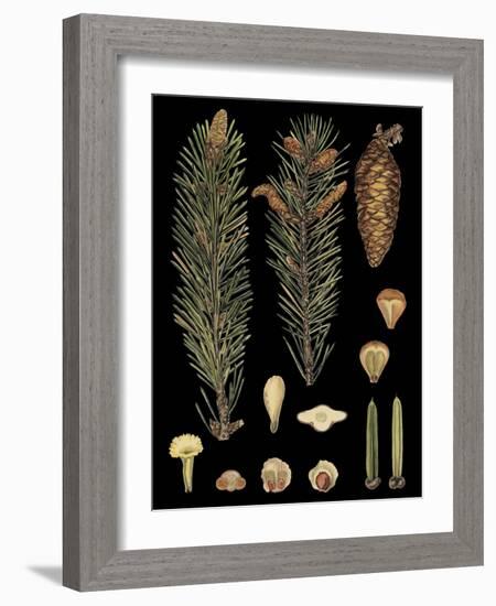 Dramatic Conifers IV-Vision Studio-Framed Art Print