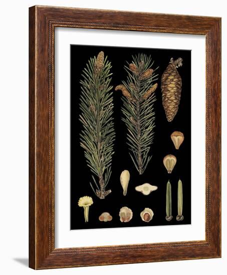 Dramatic Conifers IV-Vision Studio-Framed Art Print