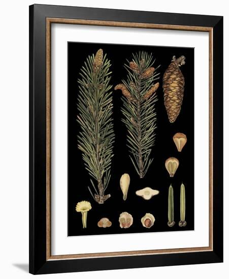 Dramatic Conifers IV-Vision Studio-Framed Art Print