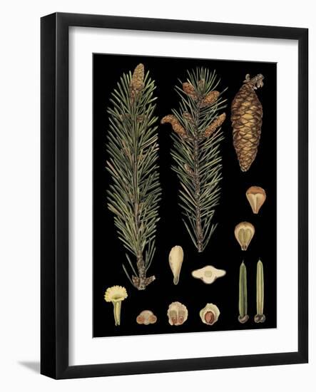 Dramatic Conifers IV-Vision Studio-Framed Art Print