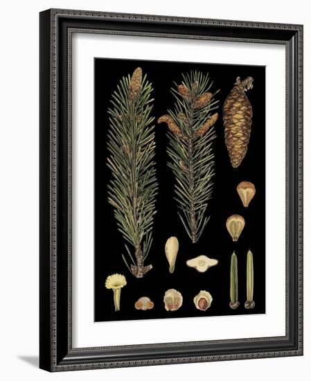 Dramatic Conifers IV-Vision Studio-Framed Art Print