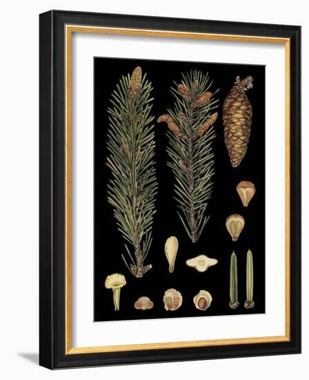 Dramatic Conifers IV-Vision Studio-Framed Art Print