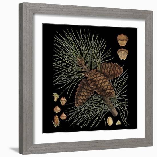 Dramatic Conifers V-Vision Studio-Framed Art Print