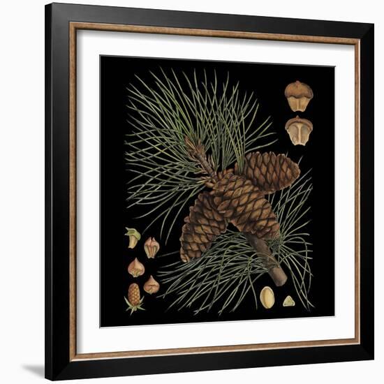 Dramatic Conifers V-Vision Studio-Framed Art Print