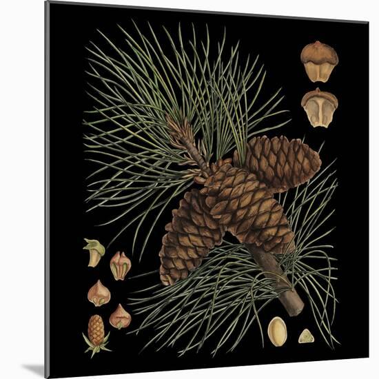 Dramatic Conifers V-Vision Studio-Mounted Art Print