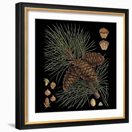 Dramatic Conifers V-Vision Studio-Framed Art Print