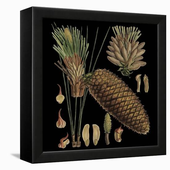 Dramatic Conifers VI-Vision Studio-Framed Stretched Canvas