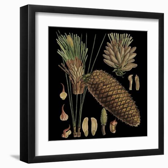 Dramatic Conifers VI-Vision Studio-Framed Art Print