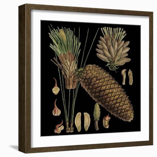 Dramatic Conifers VI-Vision Studio-Framed Art Print