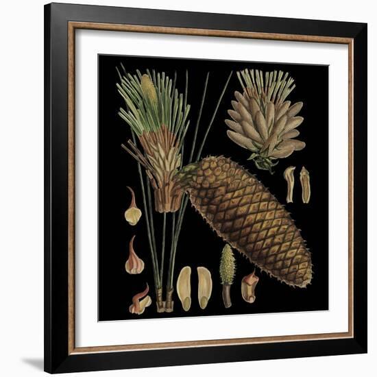 Dramatic Conifers VI-Vision Studio-Framed Art Print