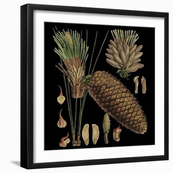 Dramatic Conifers VI-Vision Studio-Framed Art Print