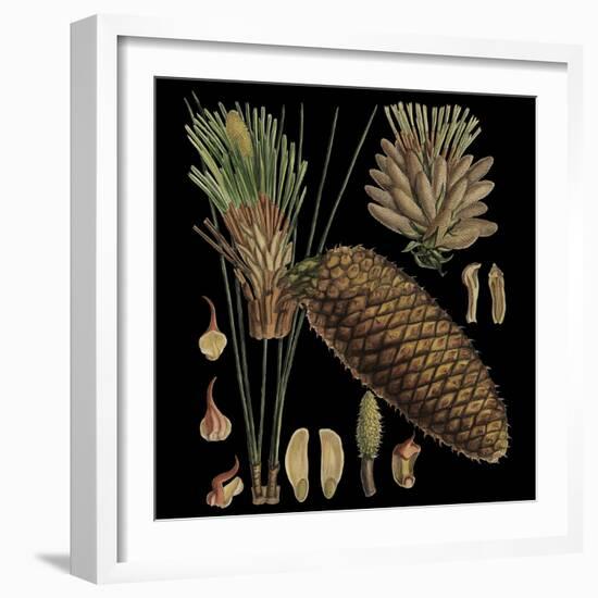 Dramatic Conifers VI-Vision Studio-Framed Art Print