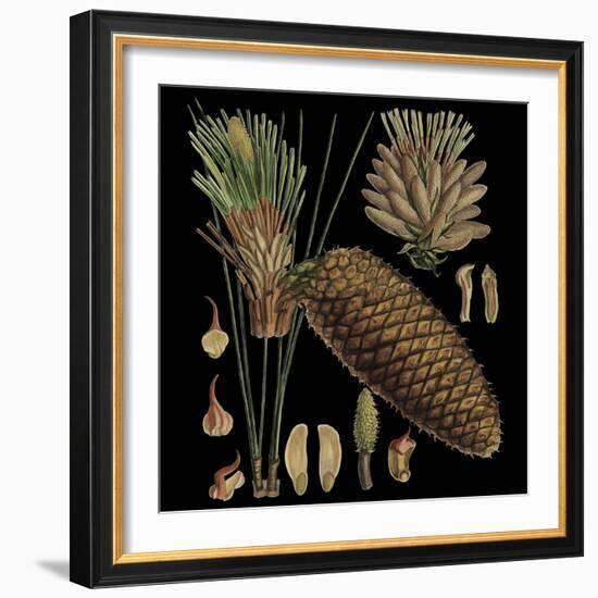 Dramatic Conifers VI-Vision Studio-Framed Art Print