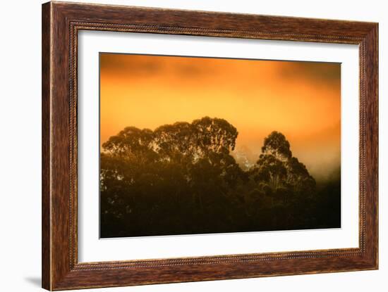 Dramatic Golden Light Design Oakland Hills Eucalyptus Trees-Vincent James-Framed Photographic Print