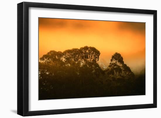 Dramatic Golden Light Design Oakland Hills Eucalyptus Trees-Vincent James-Framed Photographic Print