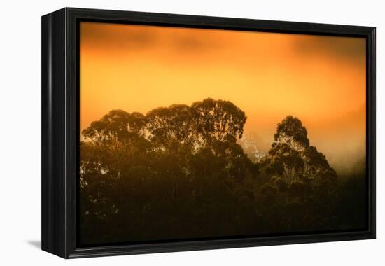 Dramatic Golden Light Design Oakland Hills Eucalyptus Trees-Vincent James-Framed Premier Image Canvas