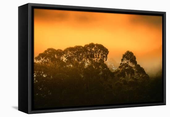 Dramatic Golden Light Design Oakland Hills Eucalyptus Trees-Vincent James-Framed Premier Image Canvas