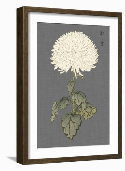 Dramatic Ivory Mums I-Vision Studio-Framed Art Print