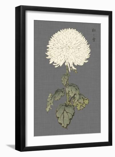 Dramatic Ivory Mums I-Vision Studio-Framed Art Print