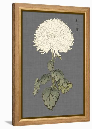 Dramatic Ivory Mums I-Vision Studio-Framed Stretched Canvas