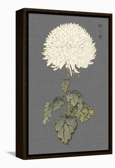 Dramatic Ivory Mums I-Vision Studio-Framed Stretched Canvas