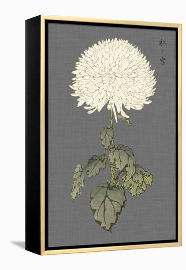 Dramatic Ivory Mums I-Vision Studio-Framed Stretched Canvas