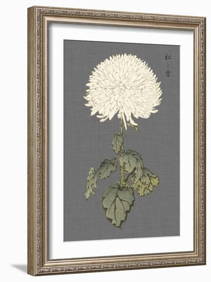 Dramatic Ivory Mums I-Vision Studio-Framed Premium Giclee Print