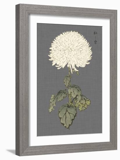 Dramatic Ivory Mums I-Vision Studio-Framed Premium Giclee Print