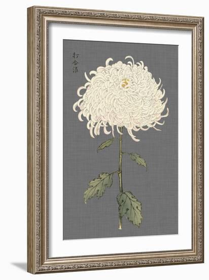 Dramatic Ivory Mums II-Vision Studio-Framed Art Print