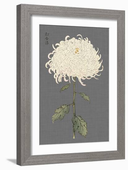 Dramatic Ivory Mums II-Vision Studio-Framed Art Print