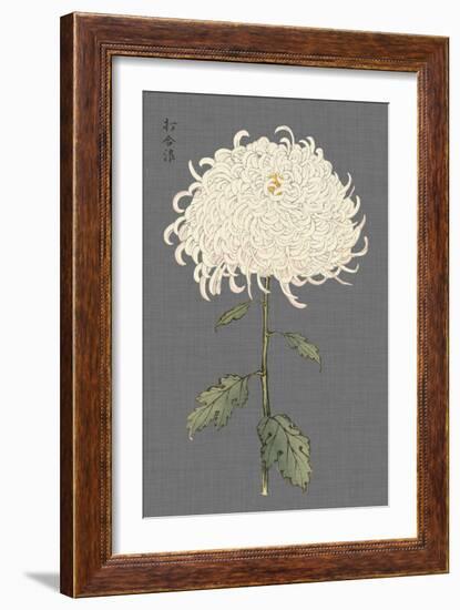 Dramatic Ivory Mums II-Vision Studio-Framed Art Print