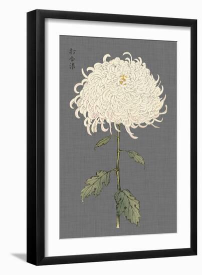 Dramatic Ivory Mums II-Vision Studio-Framed Art Print