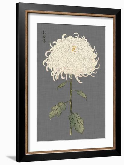 Dramatic Ivory Mums II-Vision Studio-Framed Art Print