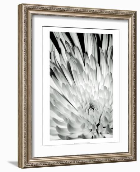 Dramatic Mum II-Renee W. Stramel-Framed Art Print