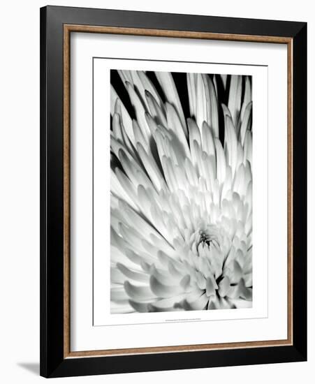 Dramatic Mum II-Renee W. Stramel-Framed Art Print