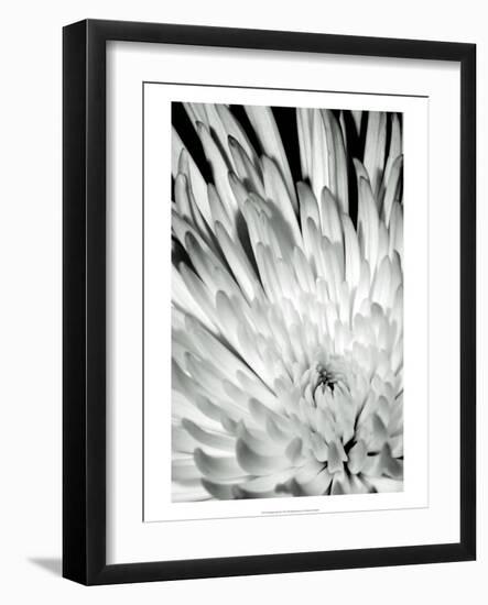 Dramatic Mum II-Renee W. Stramel-Framed Art Print