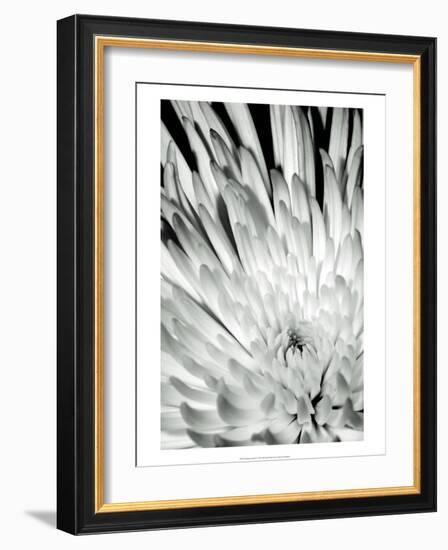 Dramatic Mum II-Renee W. Stramel-Framed Art Print