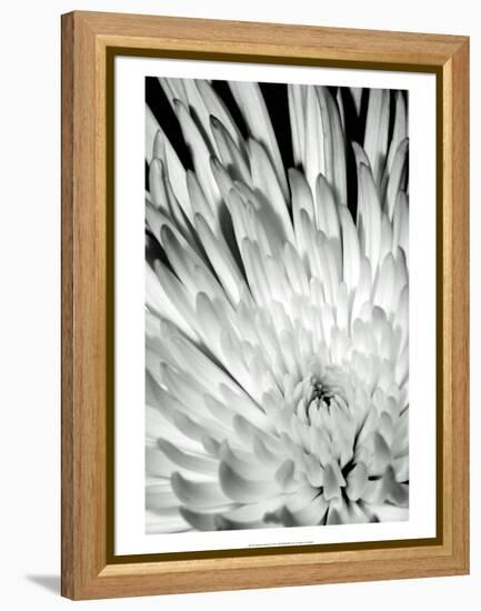 Dramatic Mum II-Renee W. Stramel-Framed Stretched Canvas