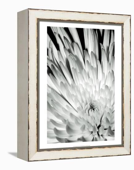 Dramatic Mum II-Renee W. Stramel-Framed Stretched Canvas