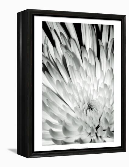 Dramatic Mum II-Renee W. Stramel-Framed Stretched Canvas